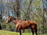 Horse - фото 7