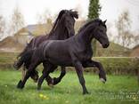 Horse needs a home - фото 1