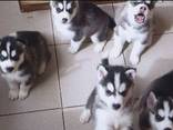 Husky puppies - photo 1