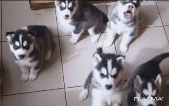 Husky puppies