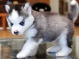Husky puppies - photo 3