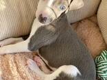 ITALIAN GRAY HOUND - photo 1