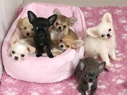Kennel Club Registered Chihuahuas For Sale