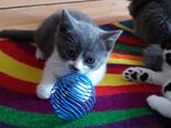 Kittens - photo 1