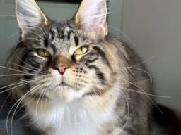 Maine Coon cats. Full set of documents. Excellent pedigree.