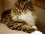 Maine Coon cats. Full set of documents. Excellent pedigree. - photo 1