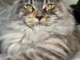 Maine Coon cats. Full set of documents. Excellent pedigree. - photo 3