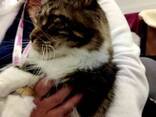 Maine Coon kittens. Full package of documents. Excellent pedigree. - фото 4