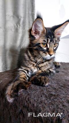 Котята породы Мейн-Кун. Полный пакет документов. Отличная родословная.