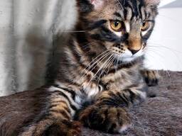 Котята породы Мейн-Кун. Полный пакет документов. Отличная родословная.