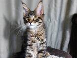 Котята породы Мейн-Кун. Полный пакет документов. Отличная родословная. - фото 2