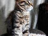 Котята породы Мейн-Кун. Полный пакет документов. Отличная родословная. - фото 4