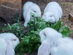 French Lop rabbits, Brest, 15 heads
