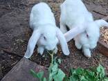 French Lop rabbits, Brest, 15 heads - photo 1