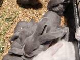 French Lop rabbits, Brest, 15 heads - photo 2