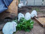 French Lop rabbits, Brest, 15 heads - photo 3