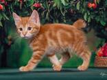 Kurilian bobtail kittens - photo 1