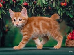Kurilian bobtail kittens