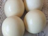 Ostrich chickens and fertile ostrich eggs for sale - photo 2