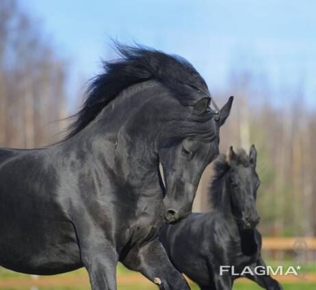 Horse need a home