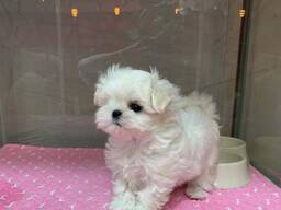 Loving Maltese Puppies
