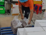 Macadamia Nuts - photo 2