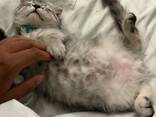 Maine Coon Kitten - photo 1