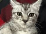 Maine Coon Kitten - photo 2