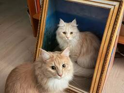 Maine Coon/Siberian Bonded Pair