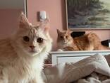 Maine Coon/Siberian Bonded Pair - photo 2