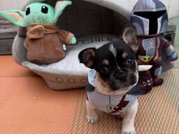 Male French Bulldog