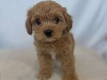 Maltipoo Cavalier Puppy - фото 1