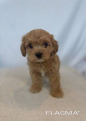 Maltipoo Cavalier Puppy