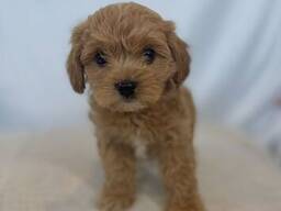 Maltipoo Cavalier Puppy