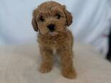 Maltipoo Cavalier Puppy - фото 3