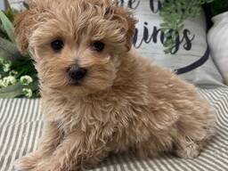 Maltipoo puppies