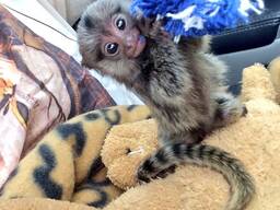 Marmoset Monkeys