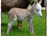 Mini donkey needs a home - фото 1
