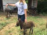 Mini donkey needs a home - фото 2