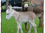Mini donkey needs a home - фото 3