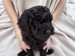 Mini Poodle black - photo 2