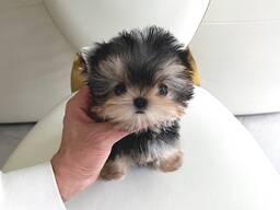 Morkie Baxter