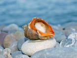 Мясо моллюска рапаны мороженое (из Украины) - photo 1