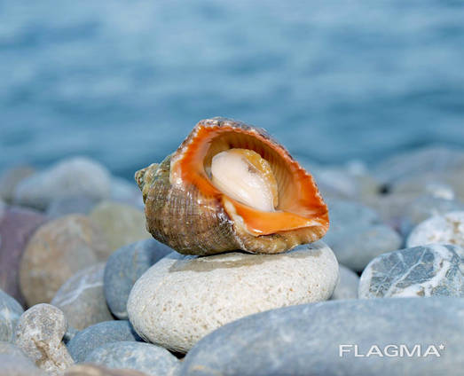 Мясо моллюска рапаны мороженое (из Украины)