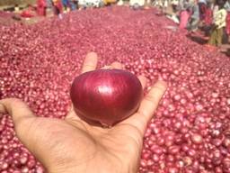 Onion