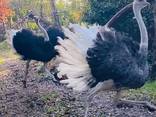 Ostrich Feathers - photo 2