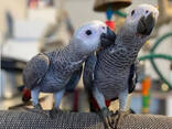 Parrots - photo 2