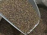 Perilla seed - фото 1