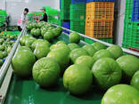 Pink Pomelo from Vietnam - photo 10