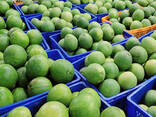 Pink Pomelo from Vietnam - photo 11